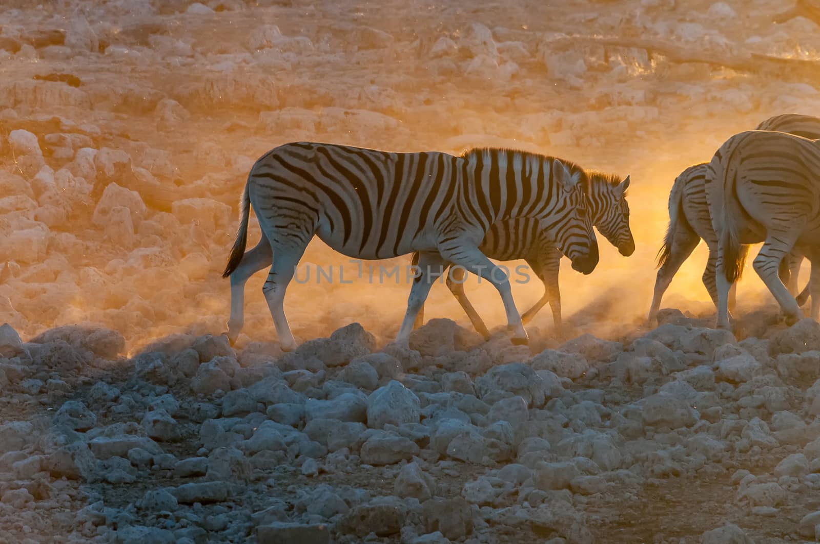 Burchells zebras, Equus quagga burchellii, walking at sunset in northern Namibia