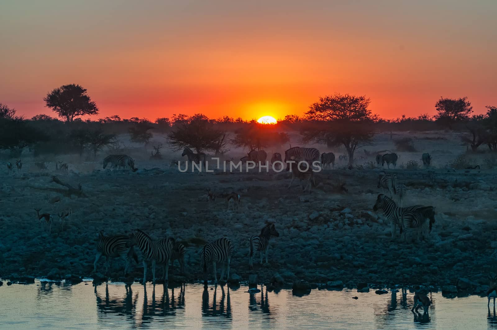 Burchells zebras, Equus quagga burchellii, at sunset at a waterhole in northern Namibia