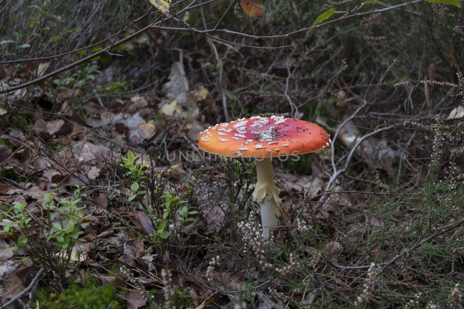 Amanita muscaria mushroom with red and white dots macro in autumn forest