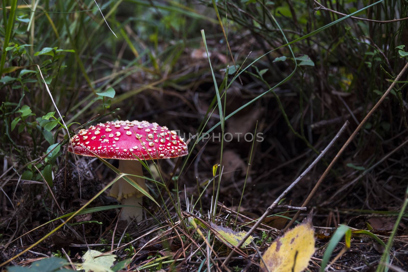 Amanita muscaria mushroom with red and white dots macro in autumn forest