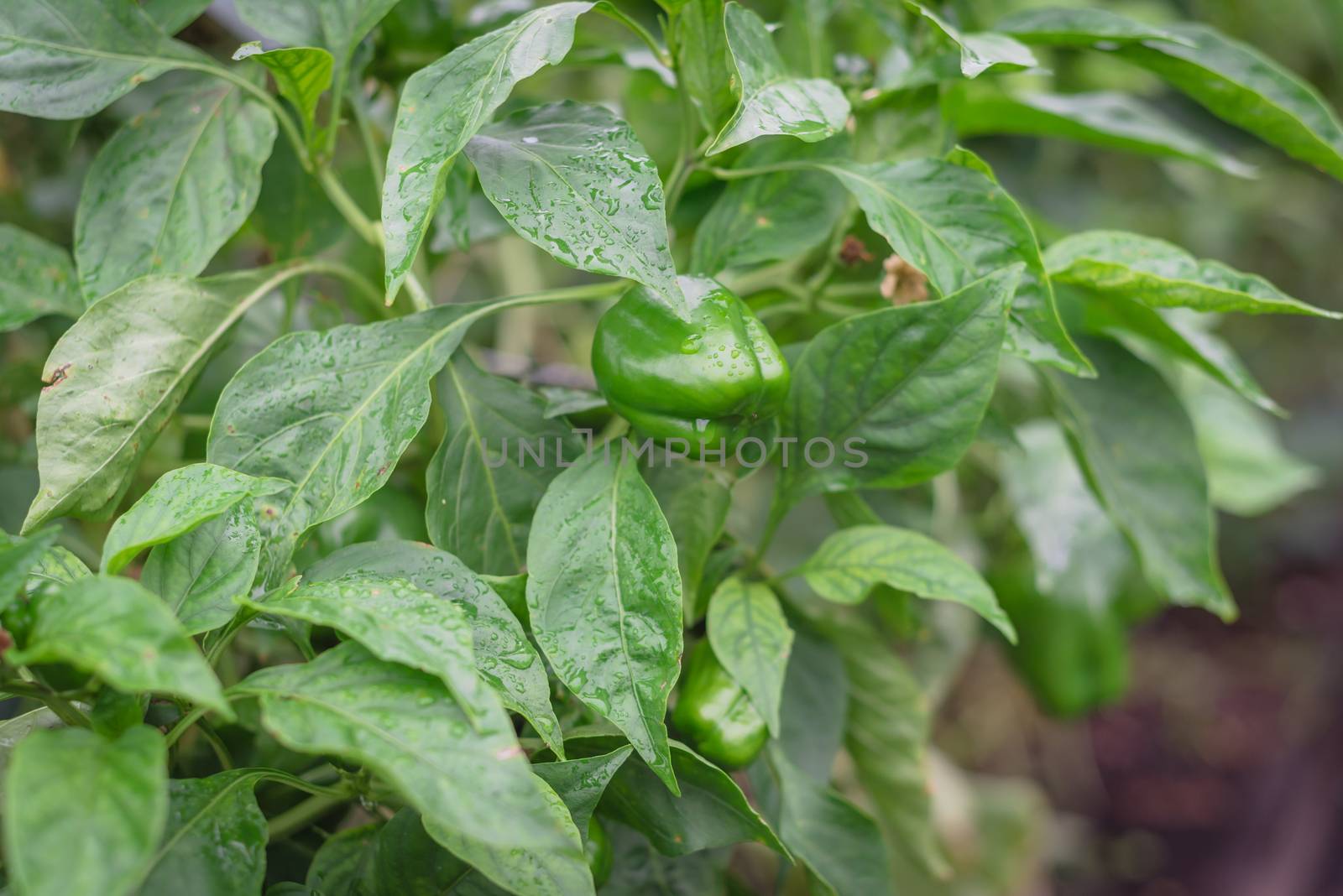 Green bell peppers on vines with water drops and flower at backyard garden near Dallas, Texas, America. Organic homegrown Capsicum fruits in nature settings