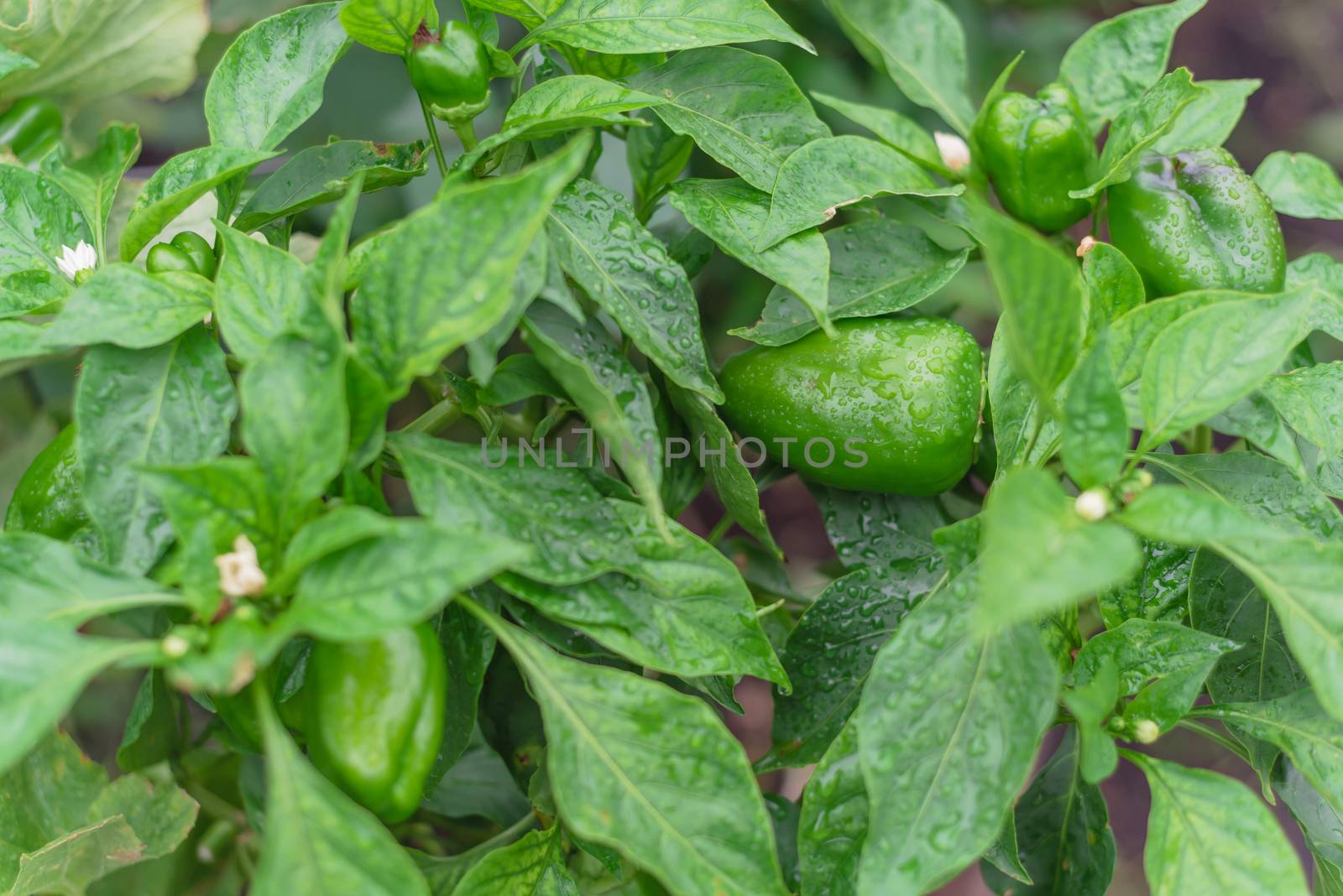 Organic large green bell peppers with flower and water drop ready to harvest by trongnguyen