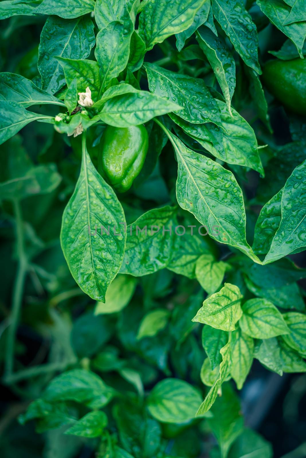 Vintage tone of organic large green bell peppers with flower and water drop ready to harvest by trongnguyen