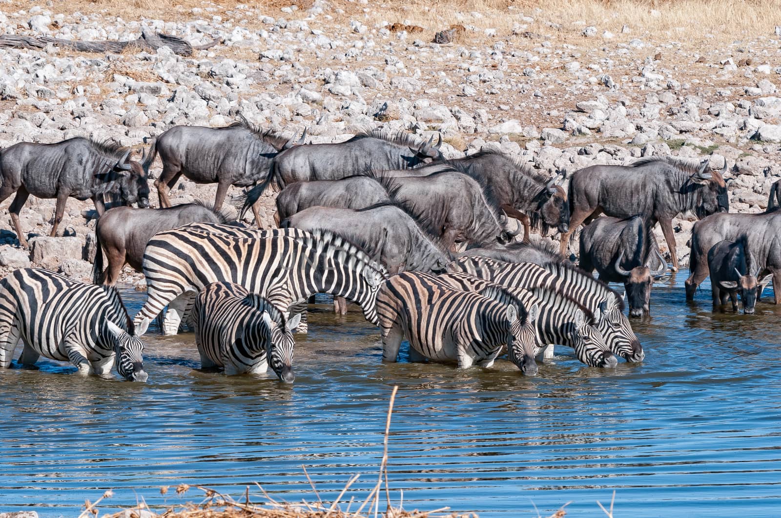 Burchells zebras and blue wildebeest drinking in a waterhole in northern Namibia