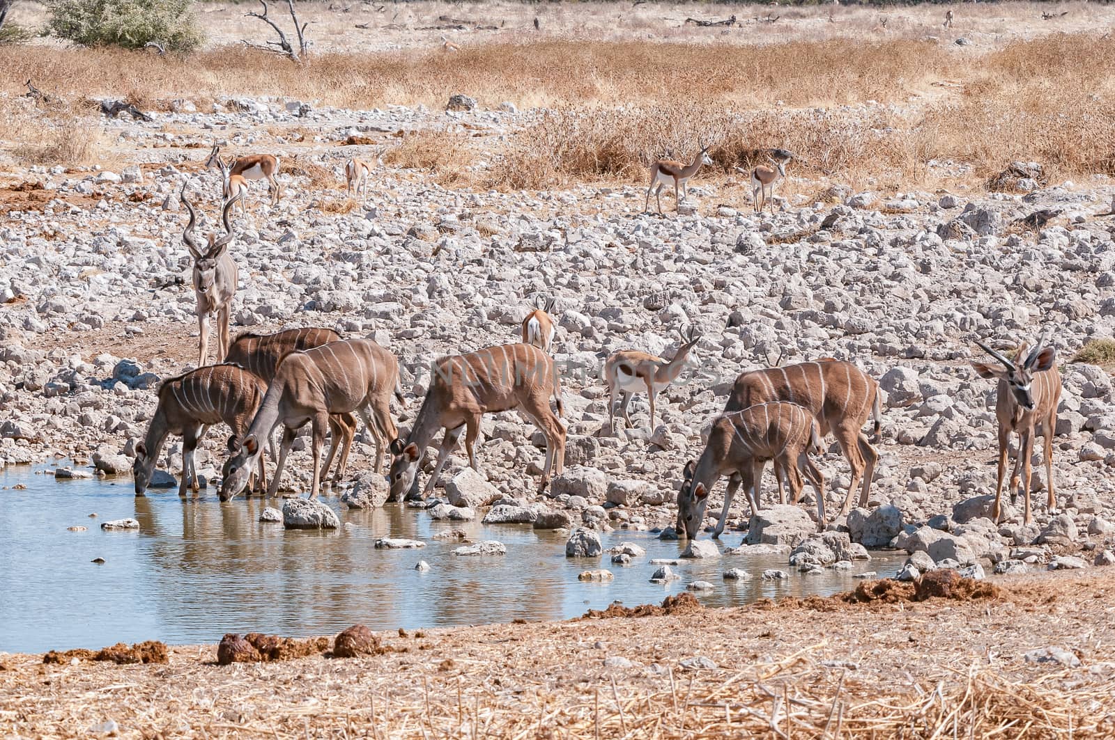 Kudus and springbok drinking water at a waterhole by dpreezg