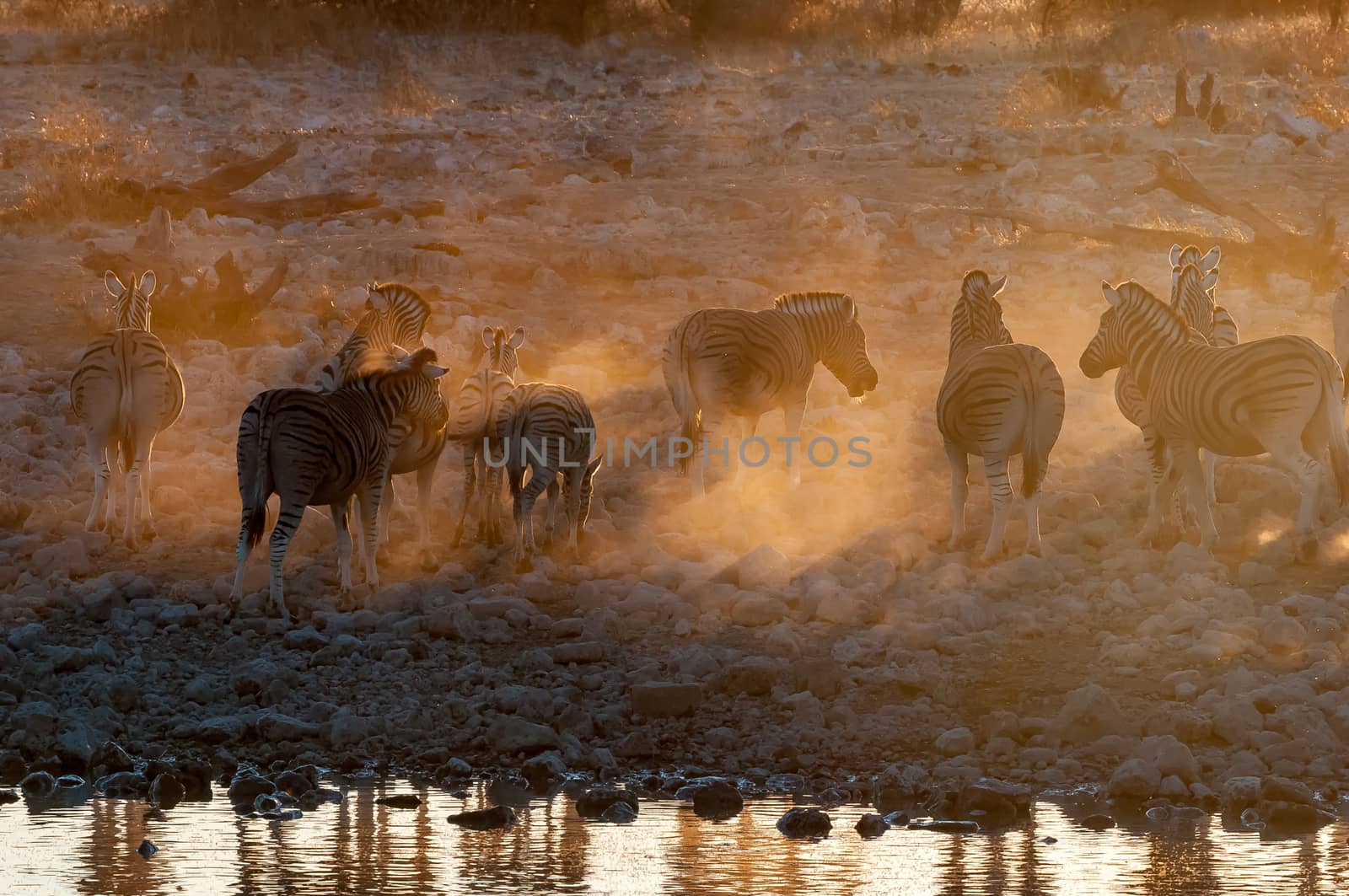 Burchells zebras, Equus quagga burchellii, at sunset at a waterhole in northern Namibia