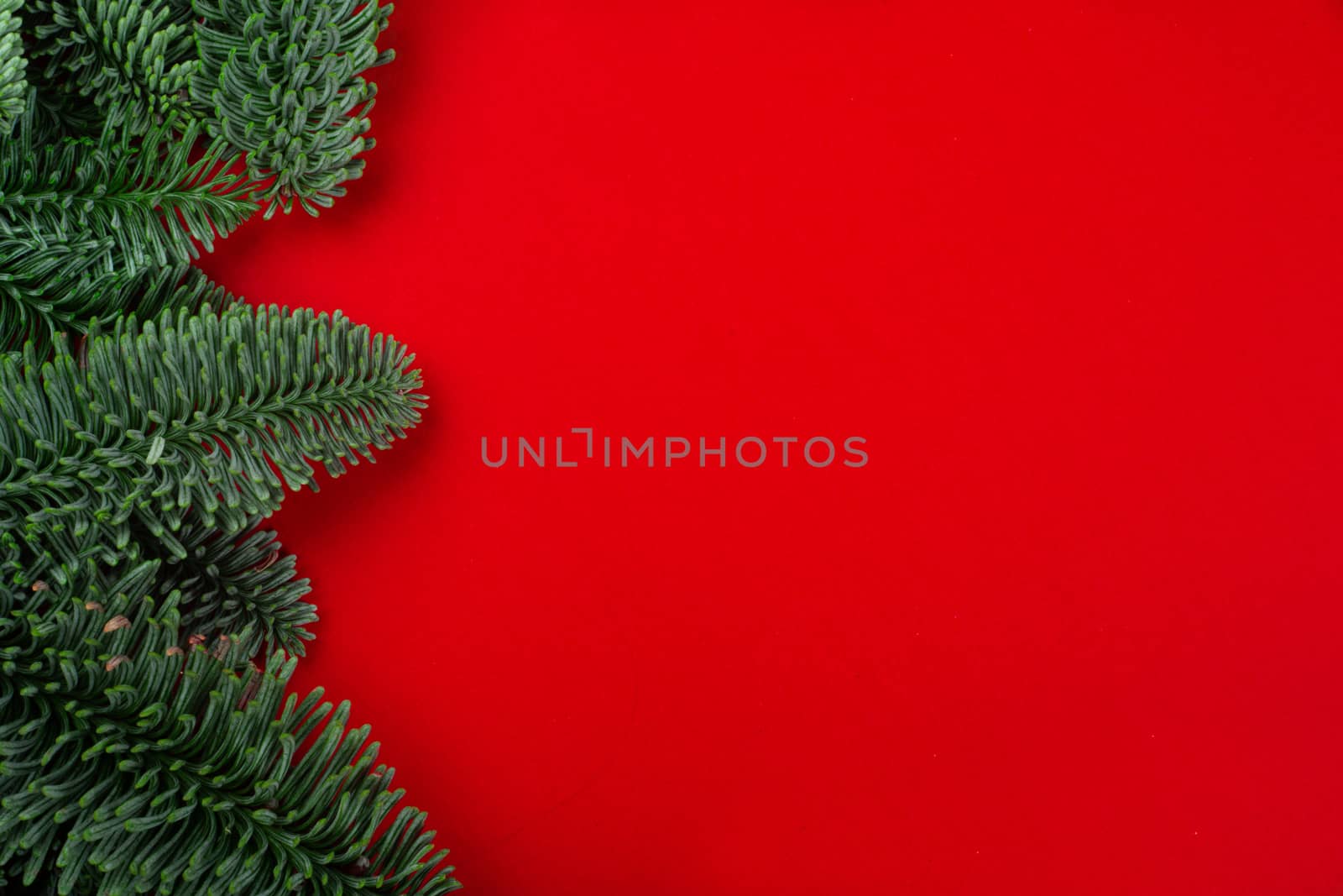 Christmas fir tree on red by destillat
