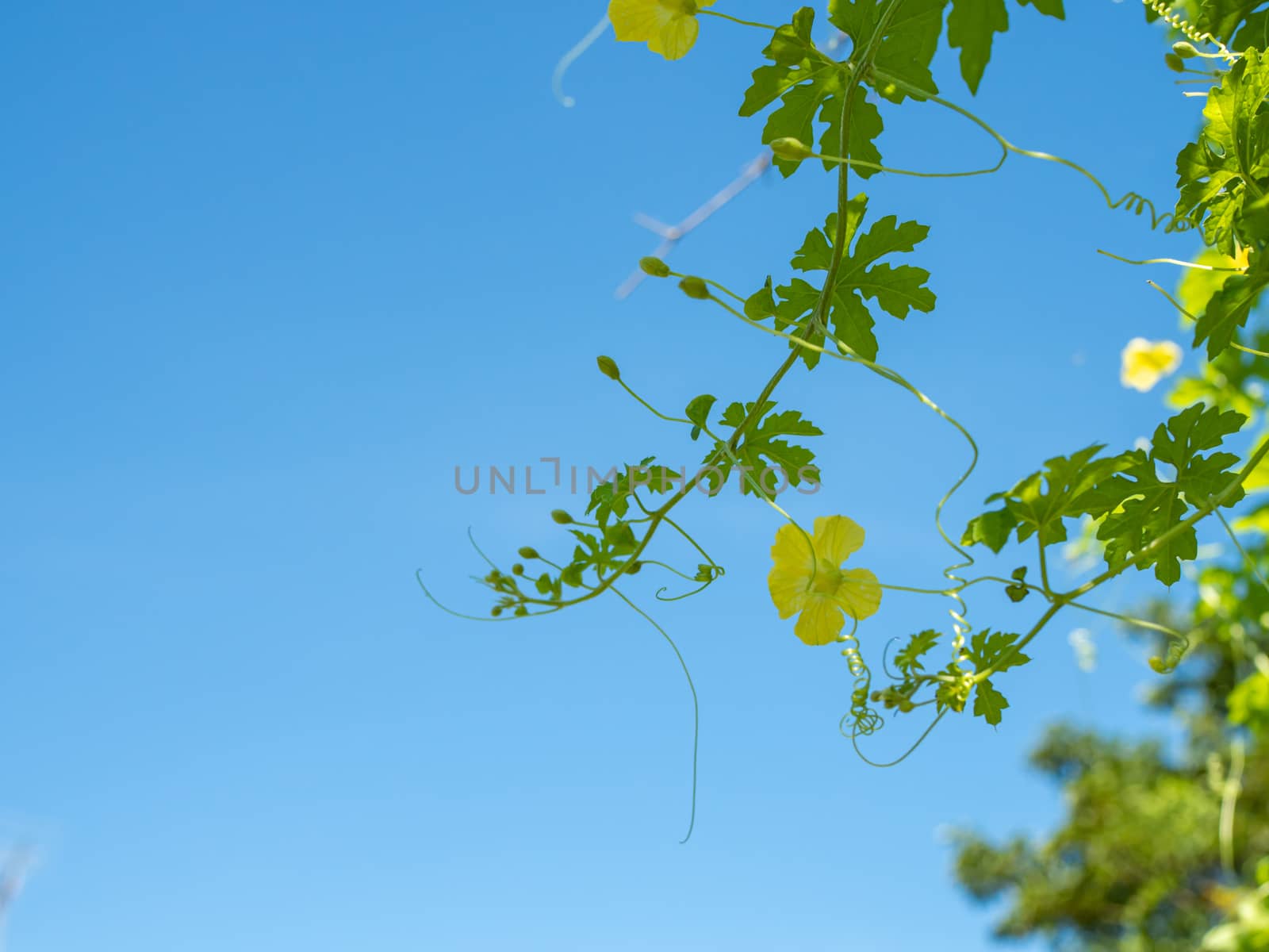 The shoots and flowers of the pumpkin tree On the background is a bright blue sky.