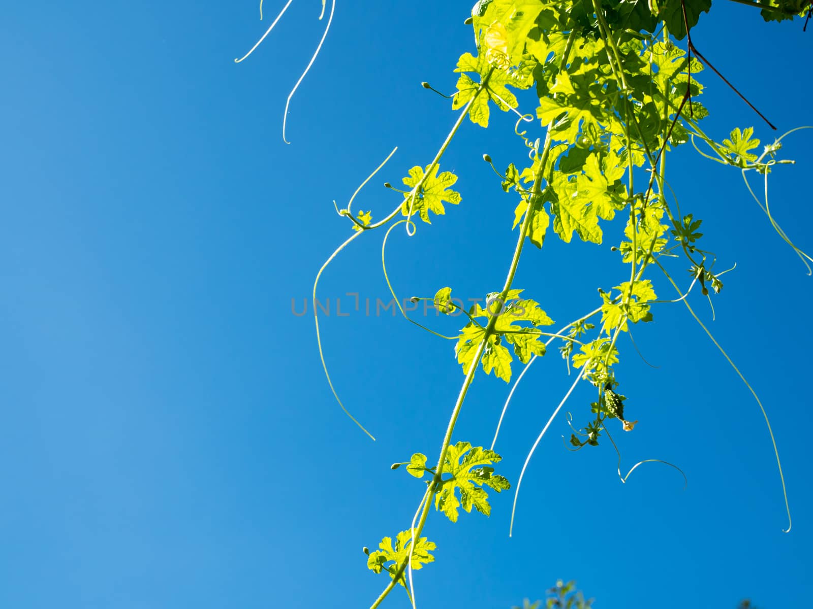 The shoots and flowers of the pumpkin tree On the background is  by Unimages2527