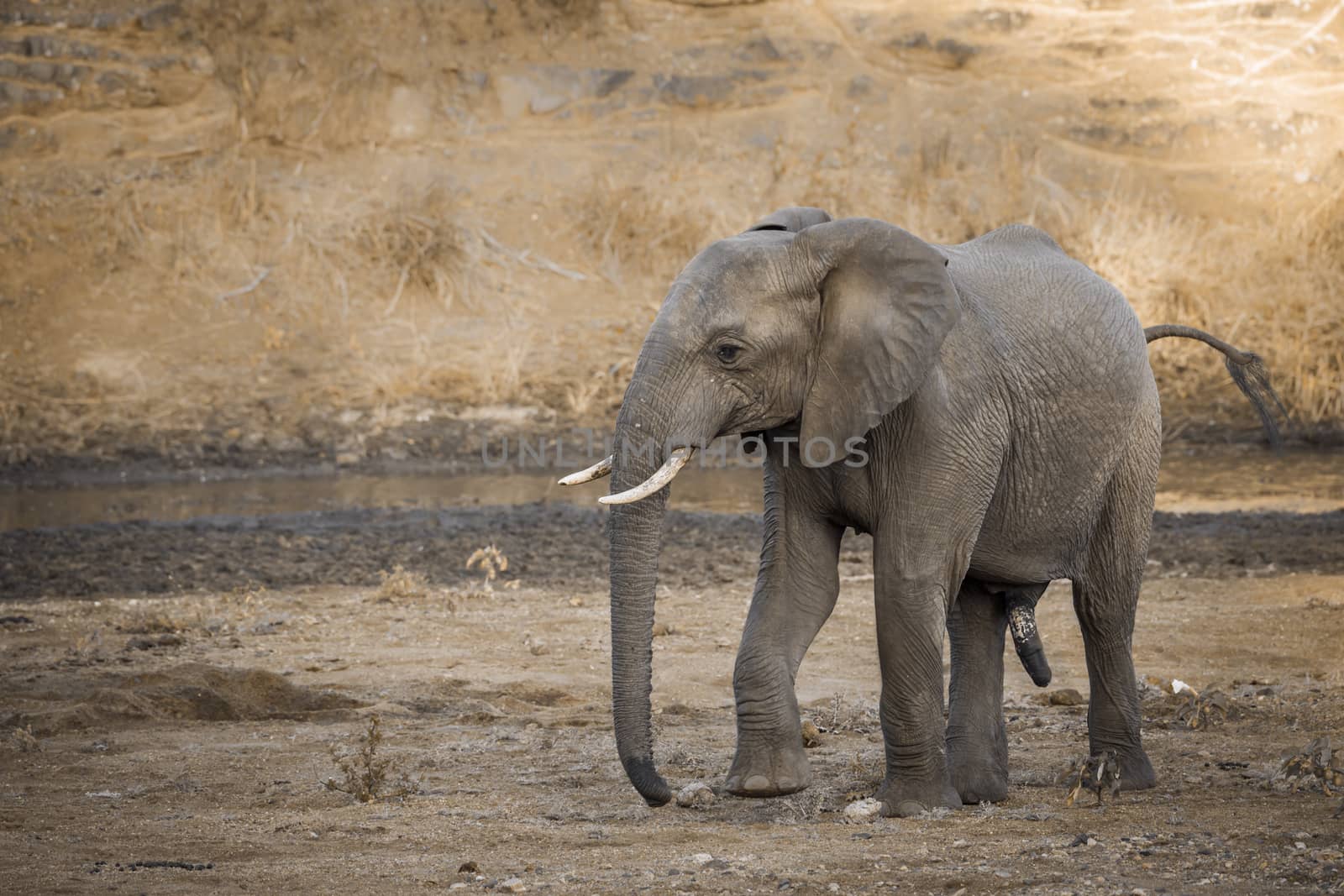 African bush elephant male en riverside in Kruger National park, South Africa ; Specie Loxodonta africana family of Elephantidae