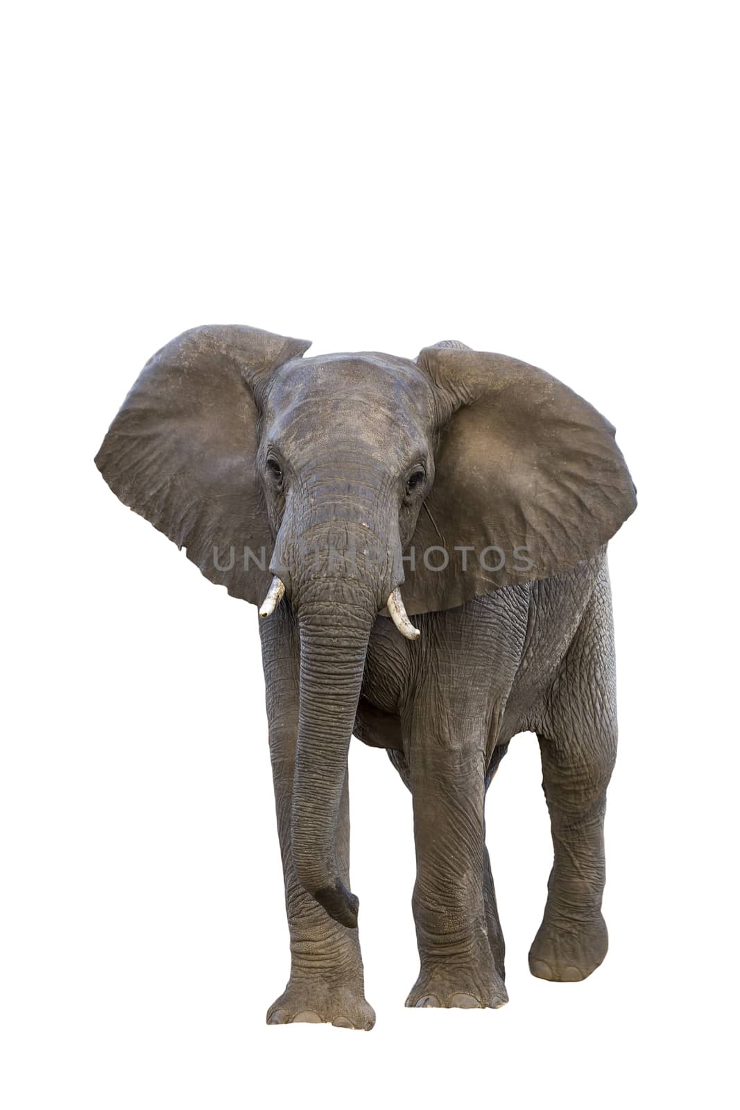 African bush elephant in Kruger National park, South Africa by PACOCOMO