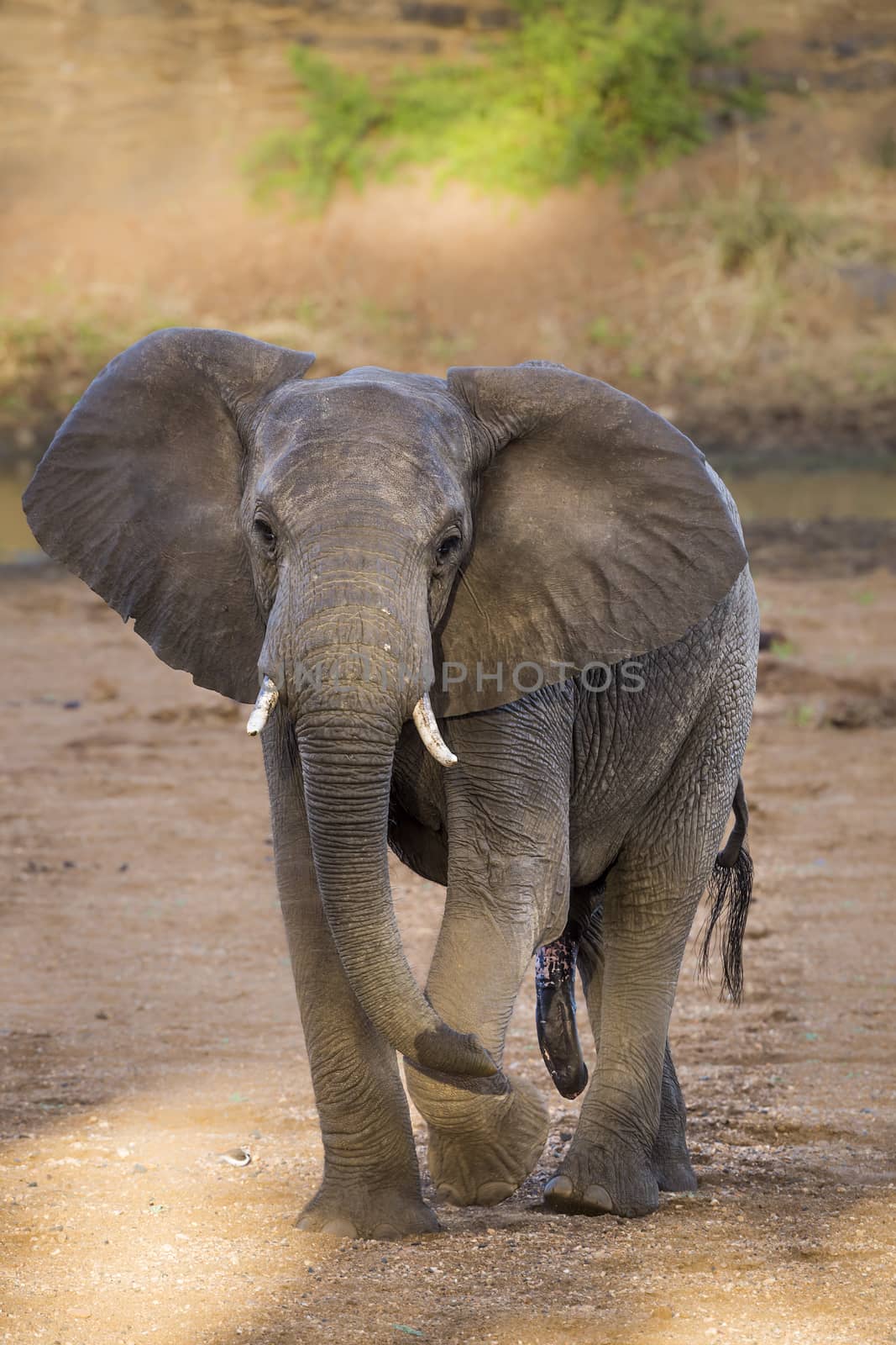 African bush elephant in Kruger National park, South Africa by PACOCOMO