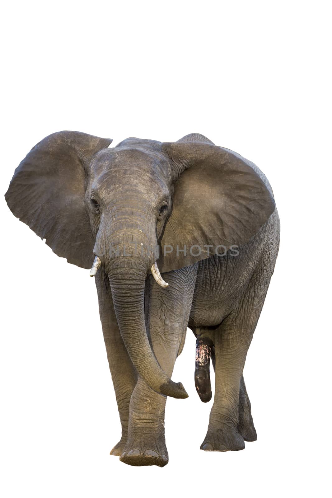 African bush elephant front view isolated in white background in Kruger National park, South Africa ; Specie Loxodonta africana family of Elephantidae