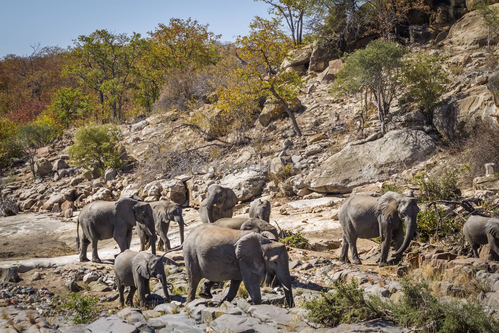 African bush elephant herd in boulder scenery in Kruger National park, South Africa ; Specie Loxodonta africana family of Elephantidae