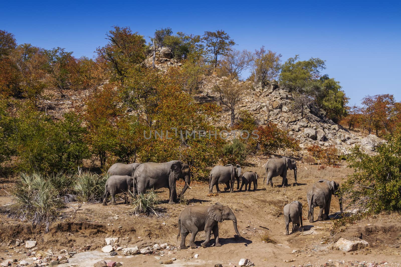 African bush elephant herd walking in boulder scenery in Kruger National park, South Africa ; Specie Loxodonta africana family of Elephantidae
