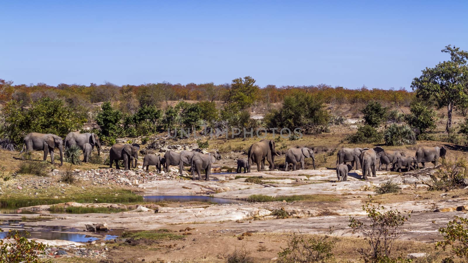 African bush elephant herd in wild riverbank scenery in Kruger National park, South Africa ; Specie Loxodonta africana family of Elephantidae