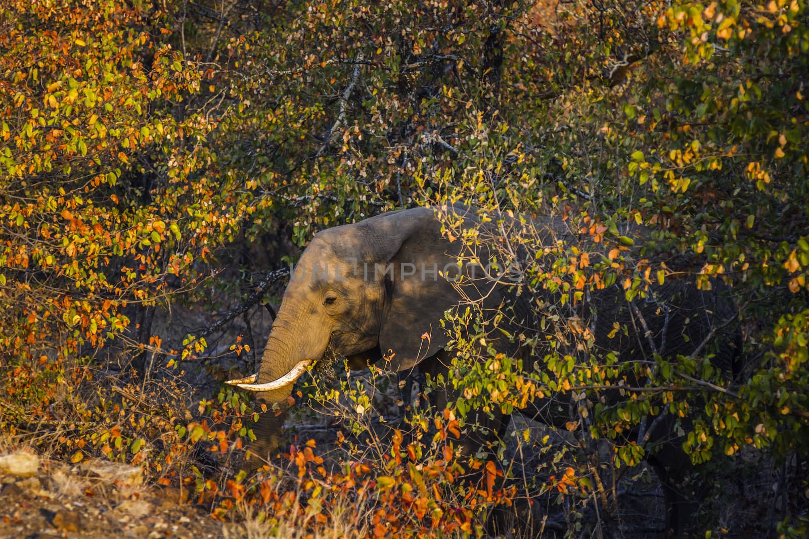 African bush elephant portrait in fall colors foliage in Kruger National park, South Africa ; Specie Loxodonta africana family of Elephantidae