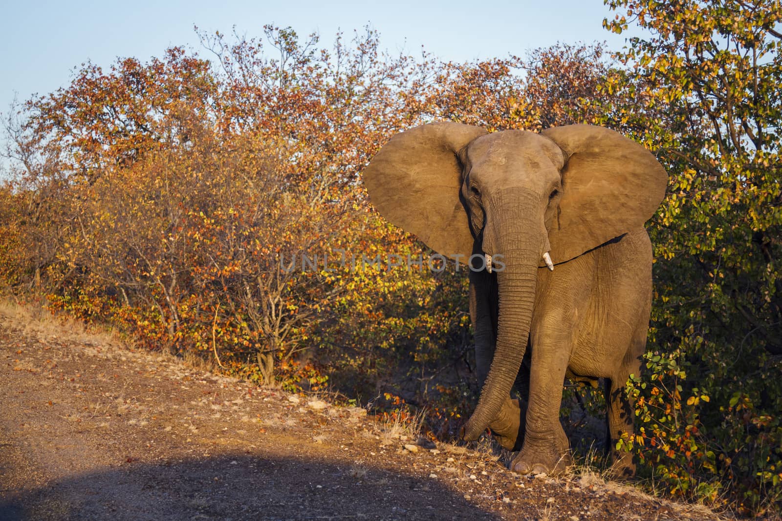 African bush elephant walking up from the fall colors bush in Kruger National park, South Africa ; Specie Loxodonta africana family of Elephantidae