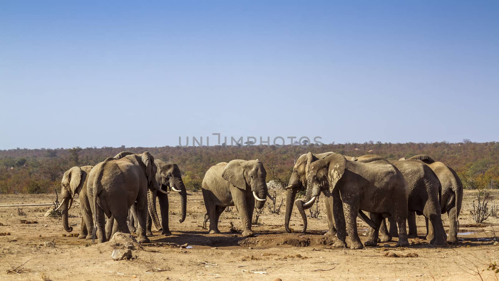 African bush elephant small group drinking in waterhole during drought in Kruger National park, South Africa ; Specie Loxodonta africana family of Elephantidae