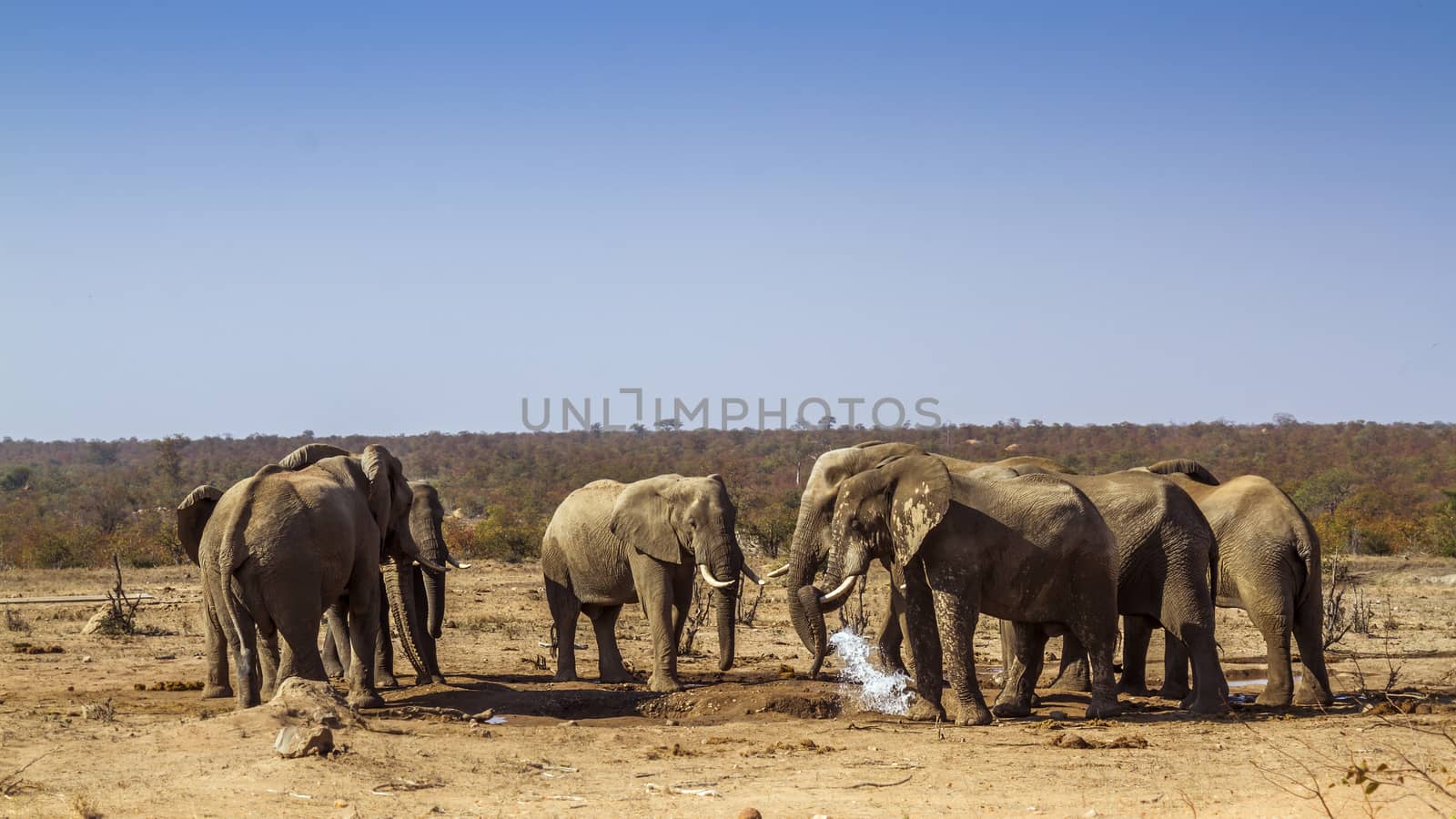 African bush elephant small group drinking in waterhole during drought in Kruger National park, South Africa ; Specie Loxodonta africana family of Elephantidae