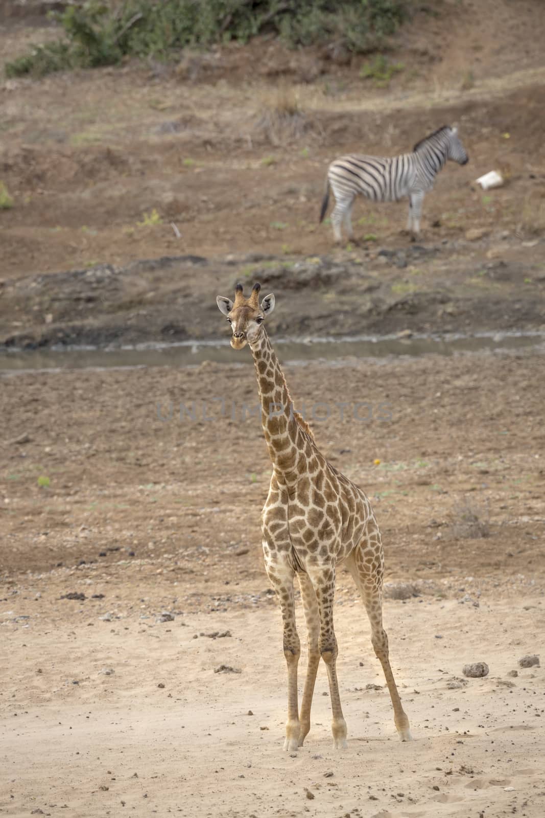 Giraffe standing in sandy riverbank in Kruger National park, South Africa ; Specie Giraffa camelopardalis family of Giraffidae