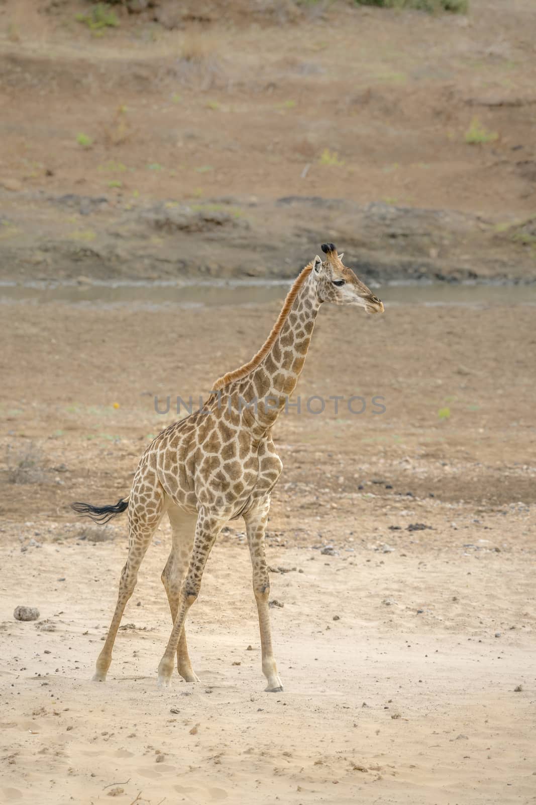 Giraffe standing in sandy riverbank in Kruger National park, South Africa ; Specie Giraffa camelopardalis family of Giraffidae