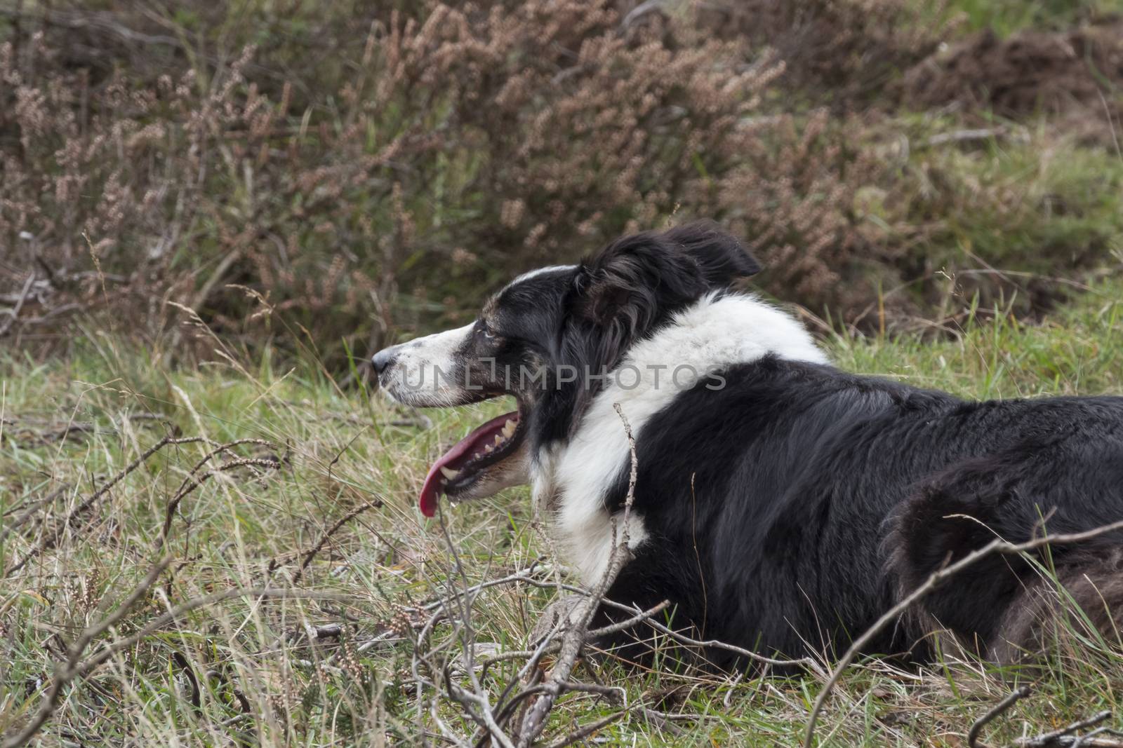 a border collie lies on the ground while herding a flock of sheep , he is very alert and waiting for commands of the shepard