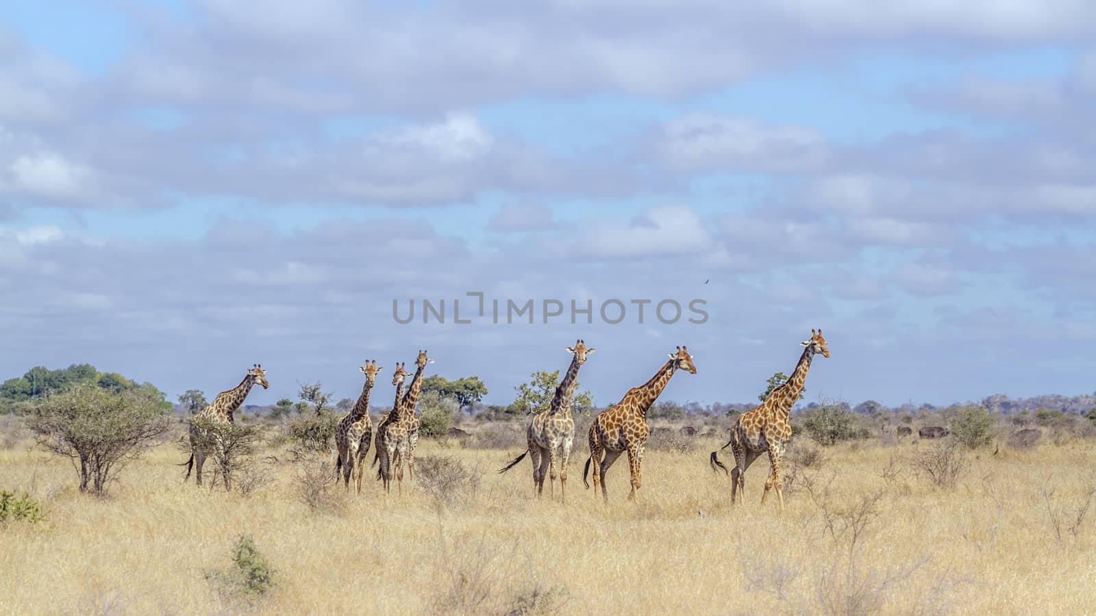 Small group of Giraffes walking in savannah scenery  in Kruger National park, South Africa ; Specie Giraffa camelopardalis family of Giraffidae
