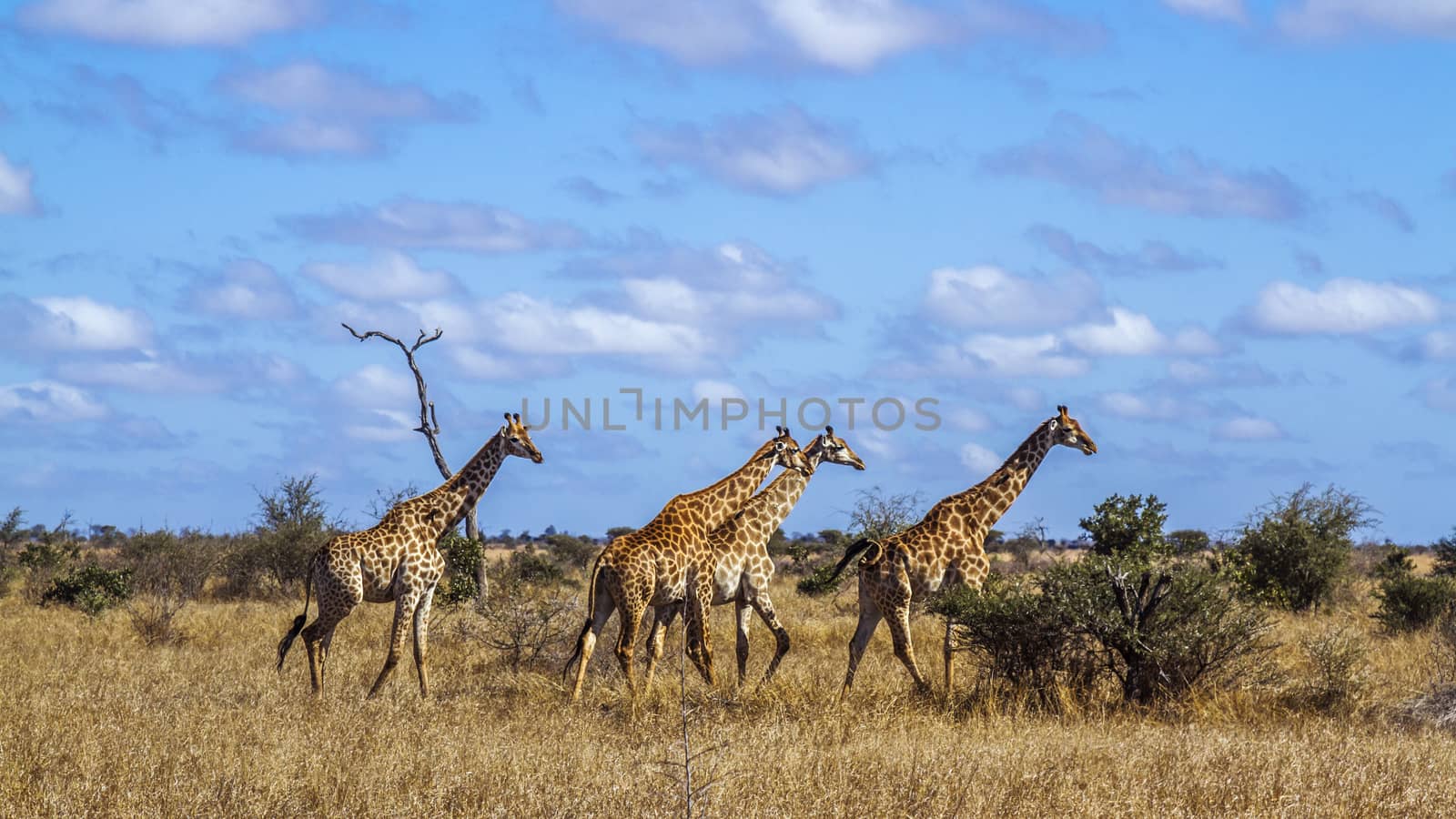 Small group of Giraffes walking in savannah scenery  in Kruger National park, South Africa ; Specie Giraffa camelopardalis family of Giraffidae