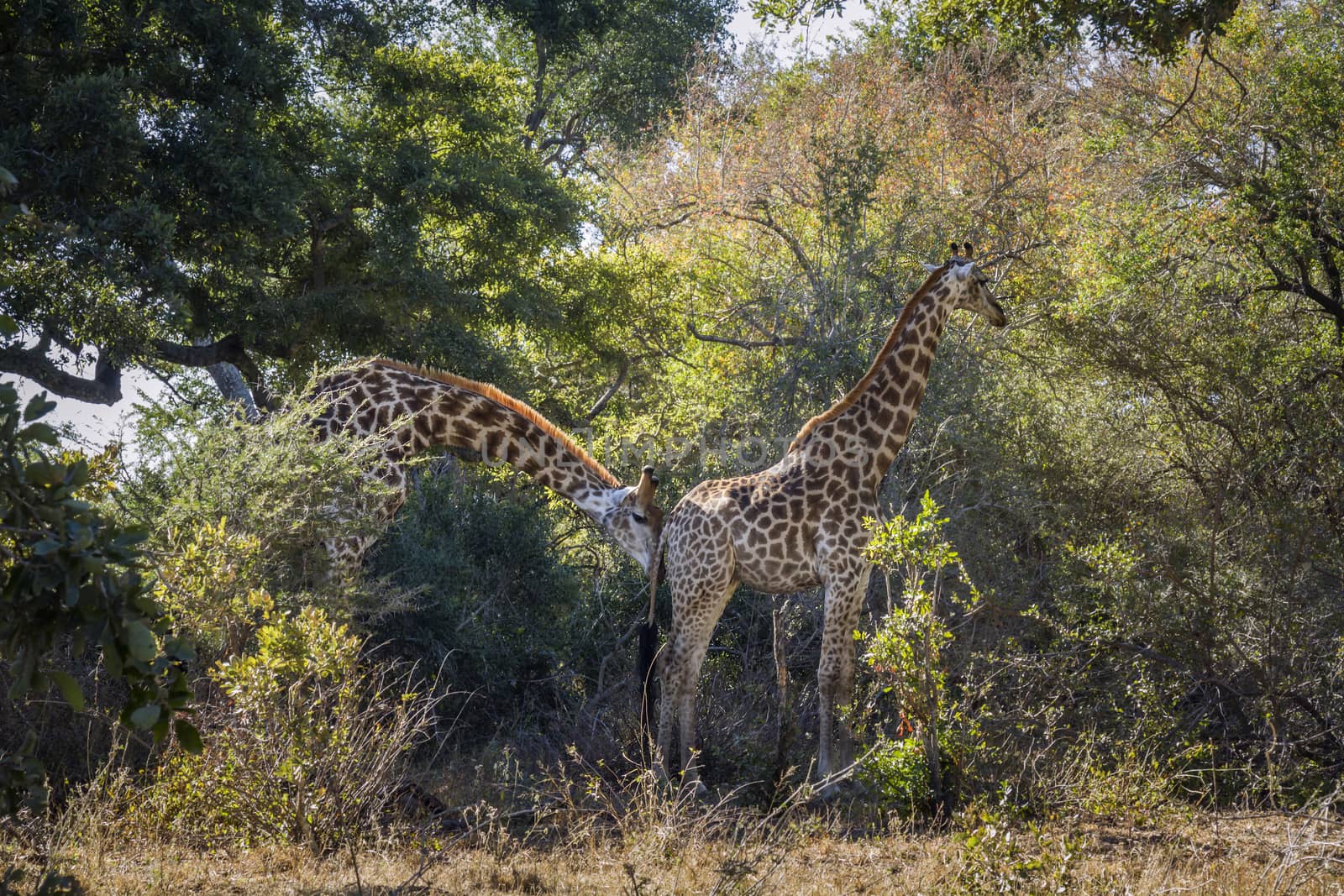 Couple of Giraffes parade in Kruger National park, South Africa ; Specie Giraffa camelopardalis family of Giraffidae