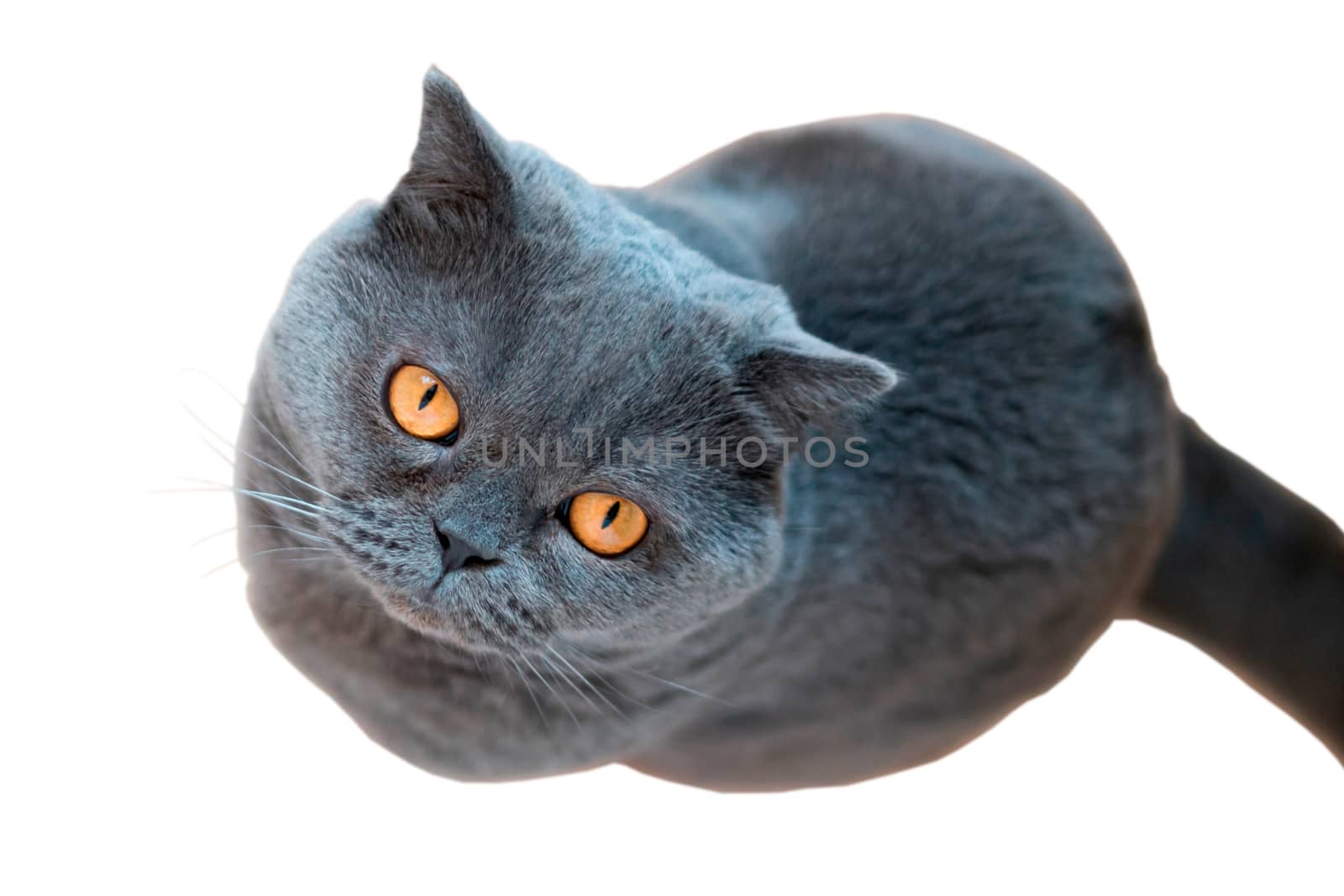 Favorite pet. British cat. A cat with big eyes. Cute pet. Copy space. Beautiful kitty. British cat sits on the floor and looks up. Isolated on white.