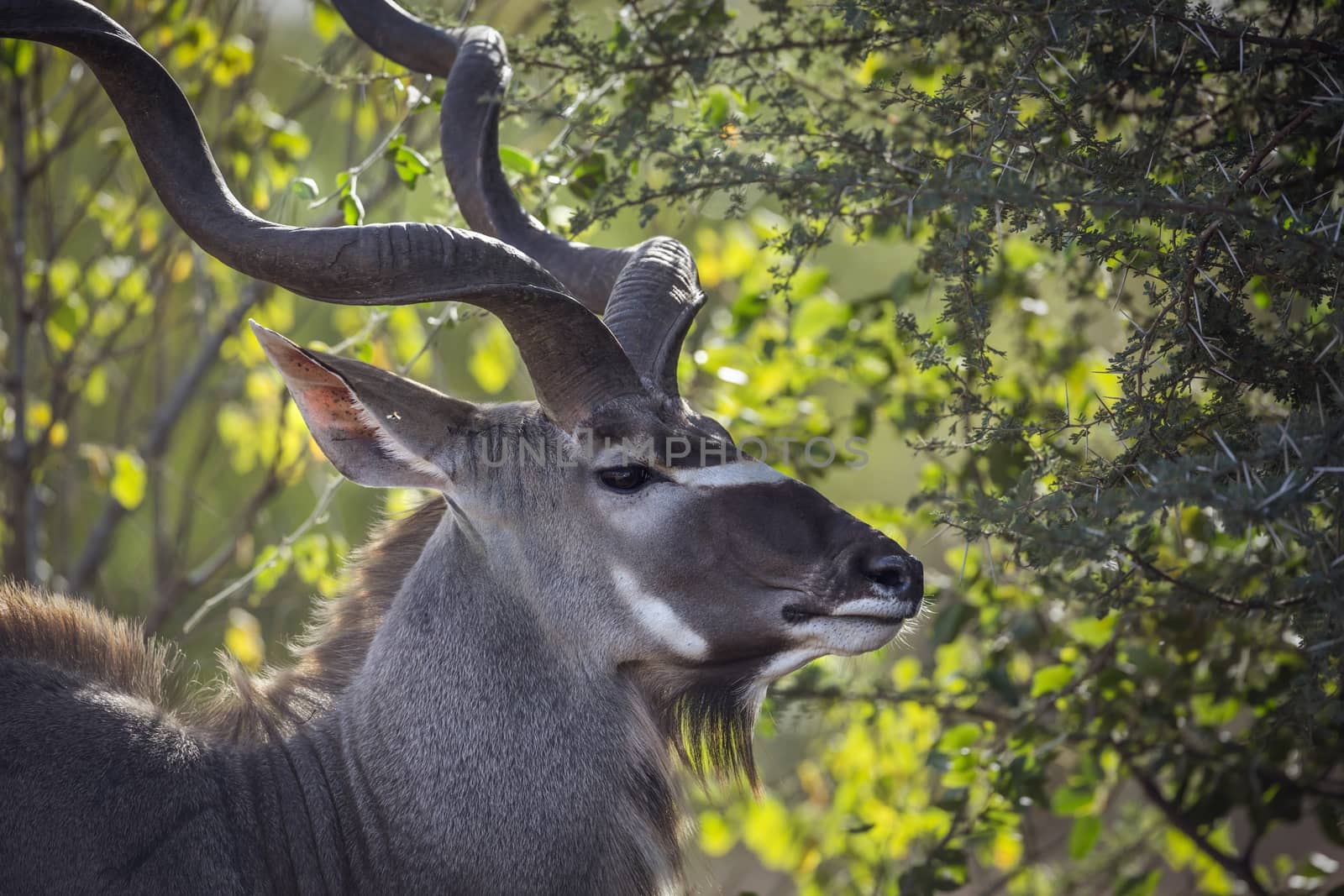 Greater kudu male portrait in Kruger National park, South Africa ; Specie Tragelaphus strepsiceros family of Bovidae