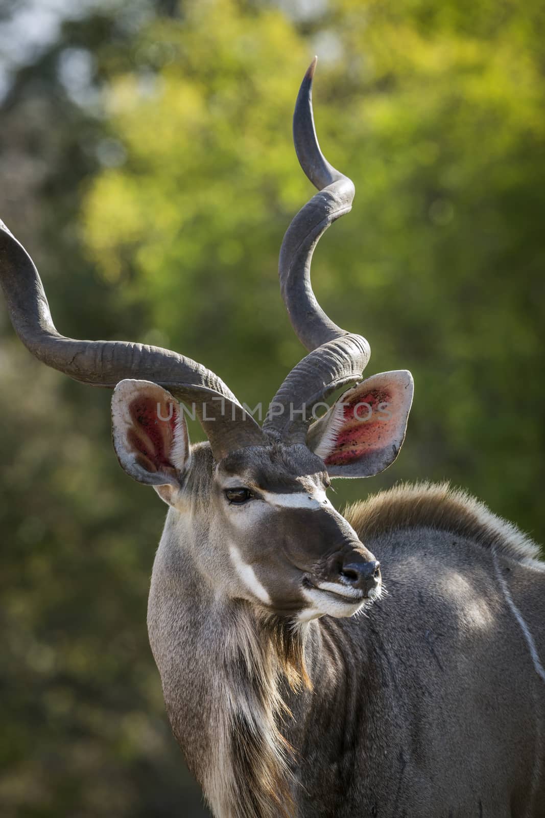 Greater kudu male portrait in Kruger National park, South Africa ; Specie Tragelaphus strepsiceros family of Bovidae