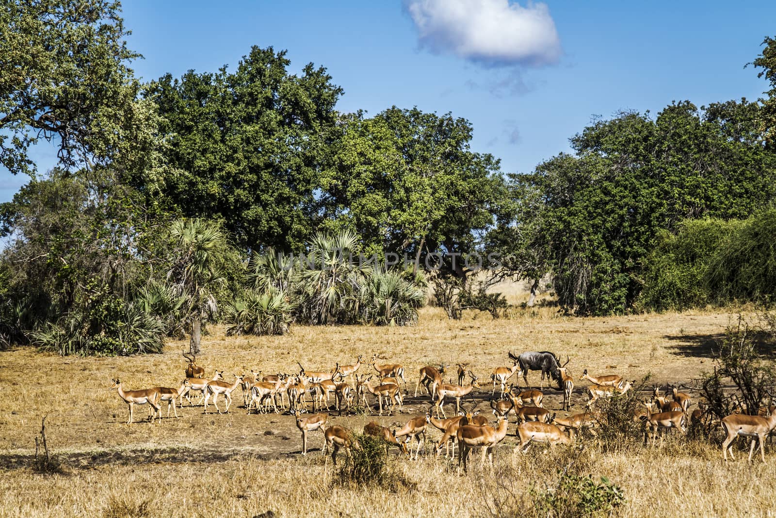 Common Impala herd in waterhole scenery in Kruger National park, South Africa ; Specie Aepyceros melampus family of Bovidae