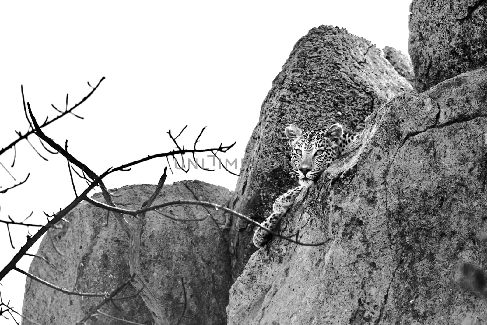 Leopard lying down in rock boulder in Kruger National park, South Africa ; Specie Panthera pardus family of Felidae