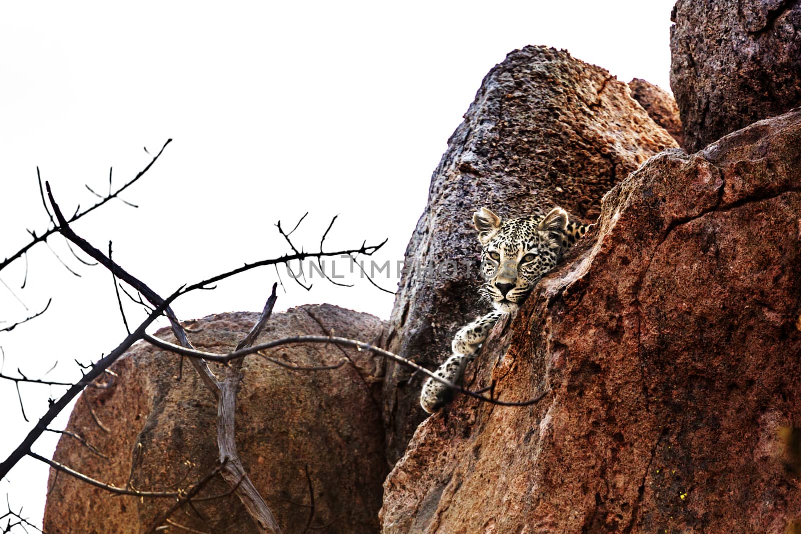 Leopard lying down in rock boulder in Kruger National park, South Africa ; Specie Panthera pardus family of Felidae