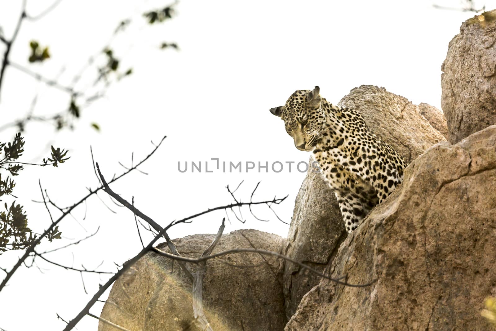 Leopard watching from a boulder in Kruger National park, South Africa ; Specie Panthera pardus family of Felidae
