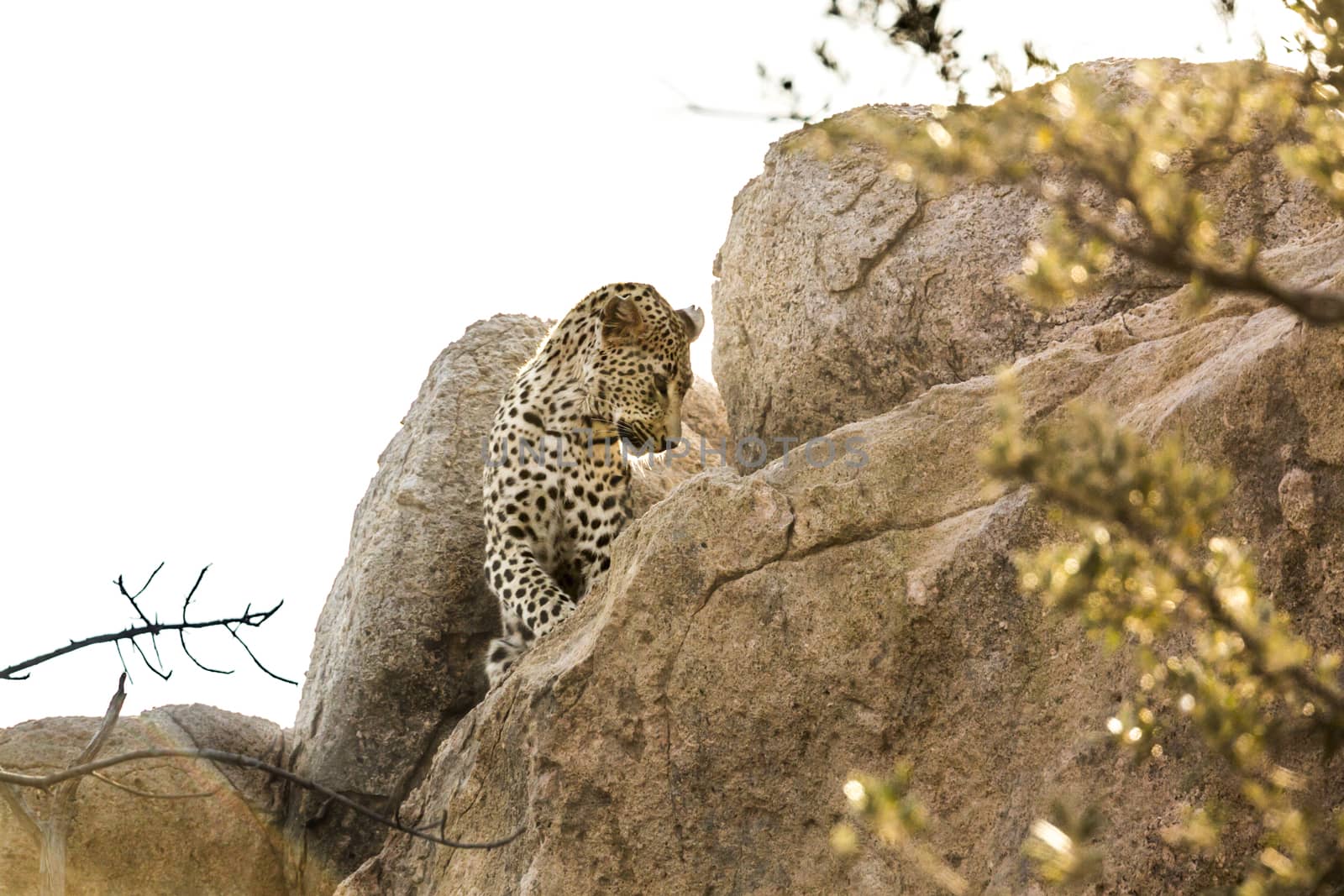 Leopard watching from a boulder in Kruger National park, South Africa ; Specie Panthera pardus family of Felidae