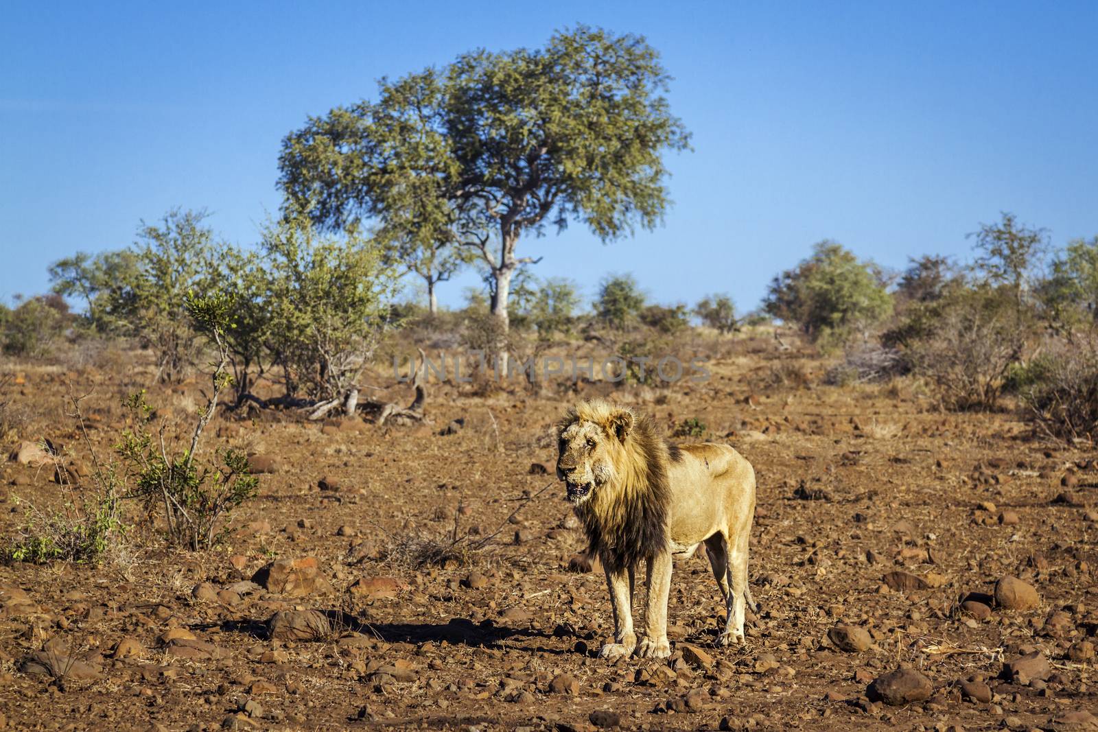 African lion male standing in drough savannah in Kruger National park, South Africa ; Specie Panthera leo family of Felidae