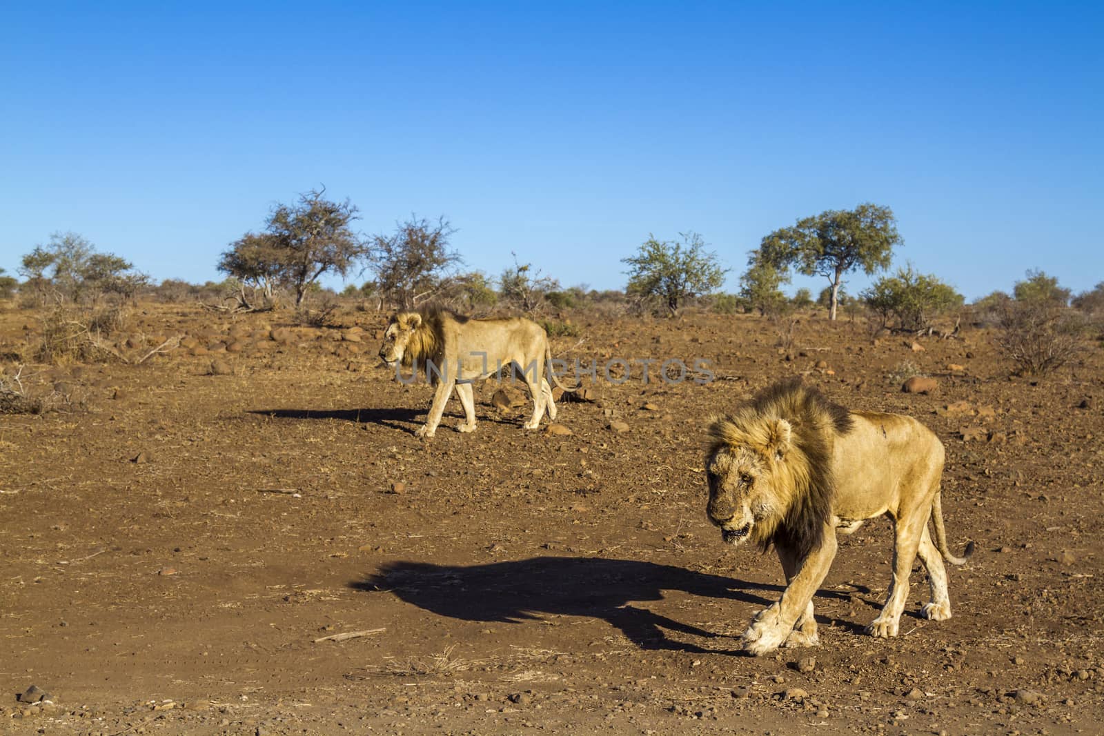 Two African lions walking in dry lowland in Kruger National park, South Africa ; Specie Panthera leo family of Felidae