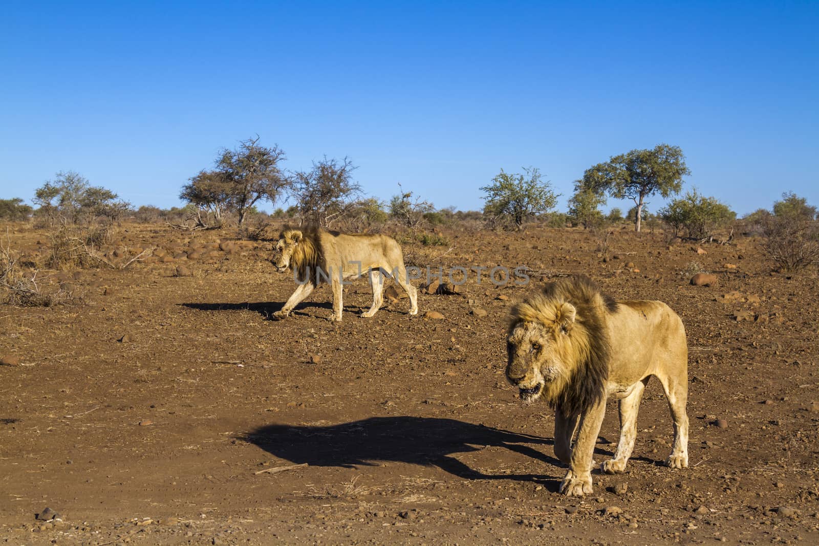 Two African lions walking in dry lowland in Kruger National park, South Africa ; Specie Panthera leo family of Felidae