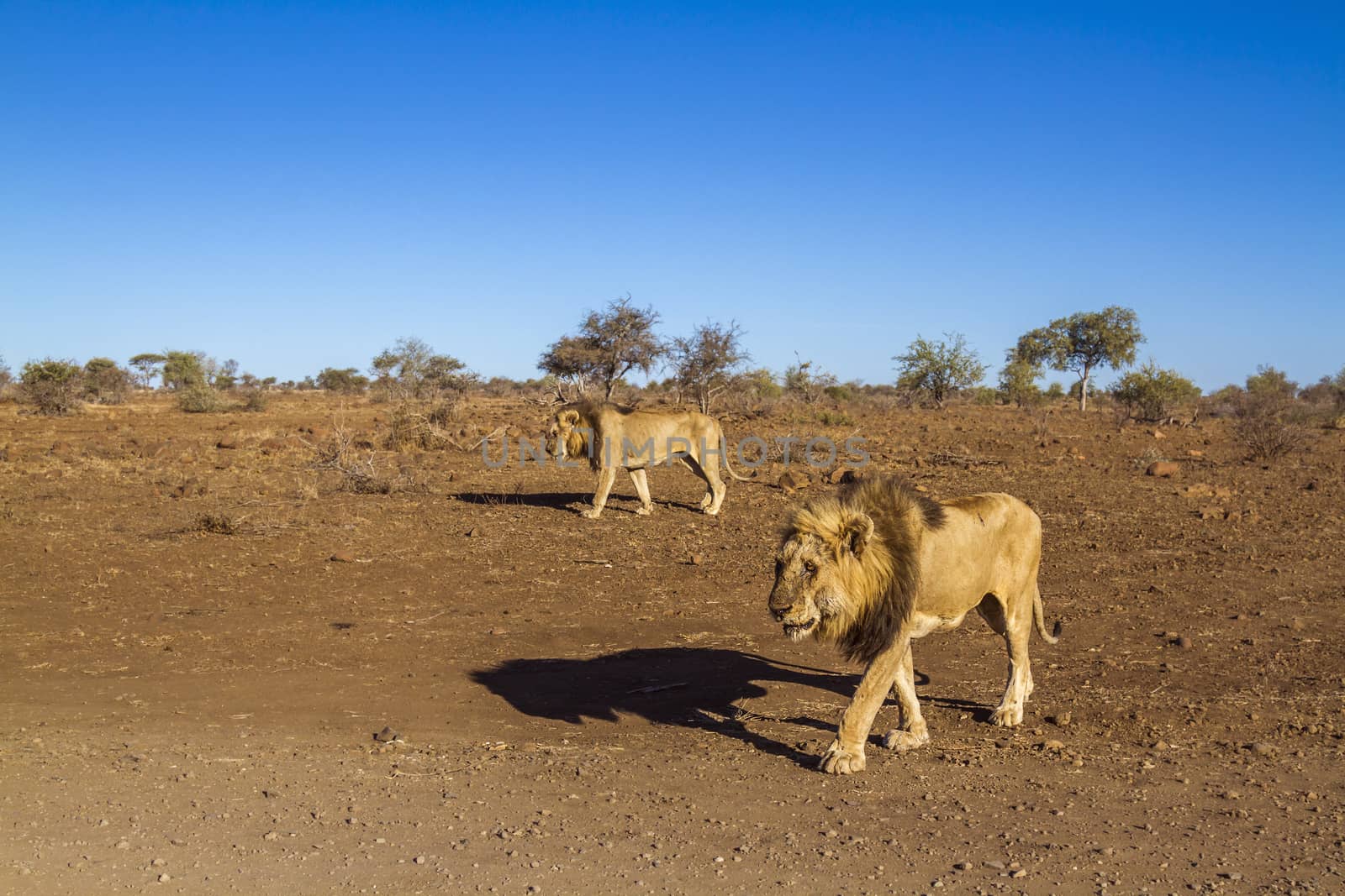 Two African lions walking in dry lowland in Kruger National park, South Africa ; Specie Panthera leo family of Felidae