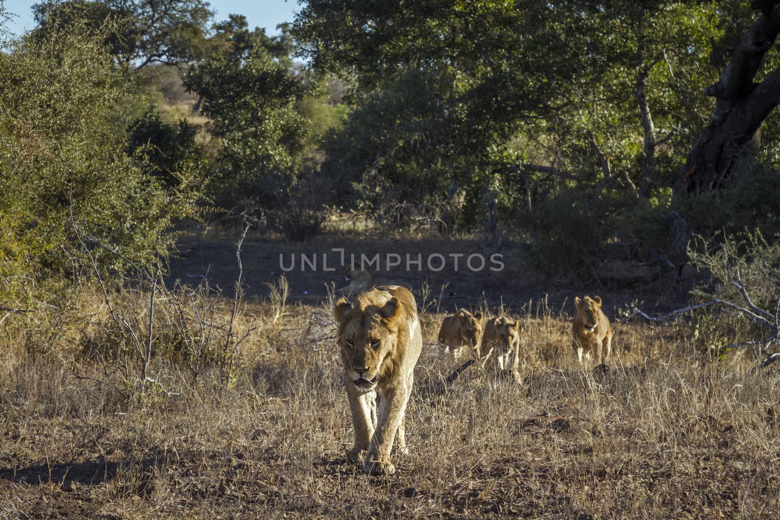 African lion walking with three cubs in front view in Kruger National park, South Africa ; Specie Panthera leo family of Felidae