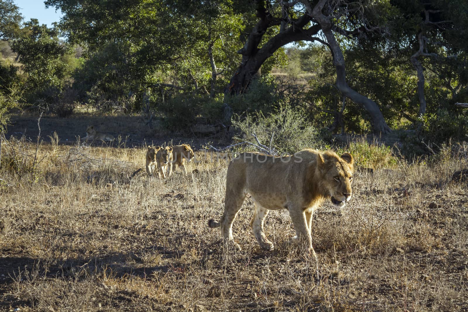 African lion in Kruger National park, South Africa ; Specie Panthera leo family of Felidae