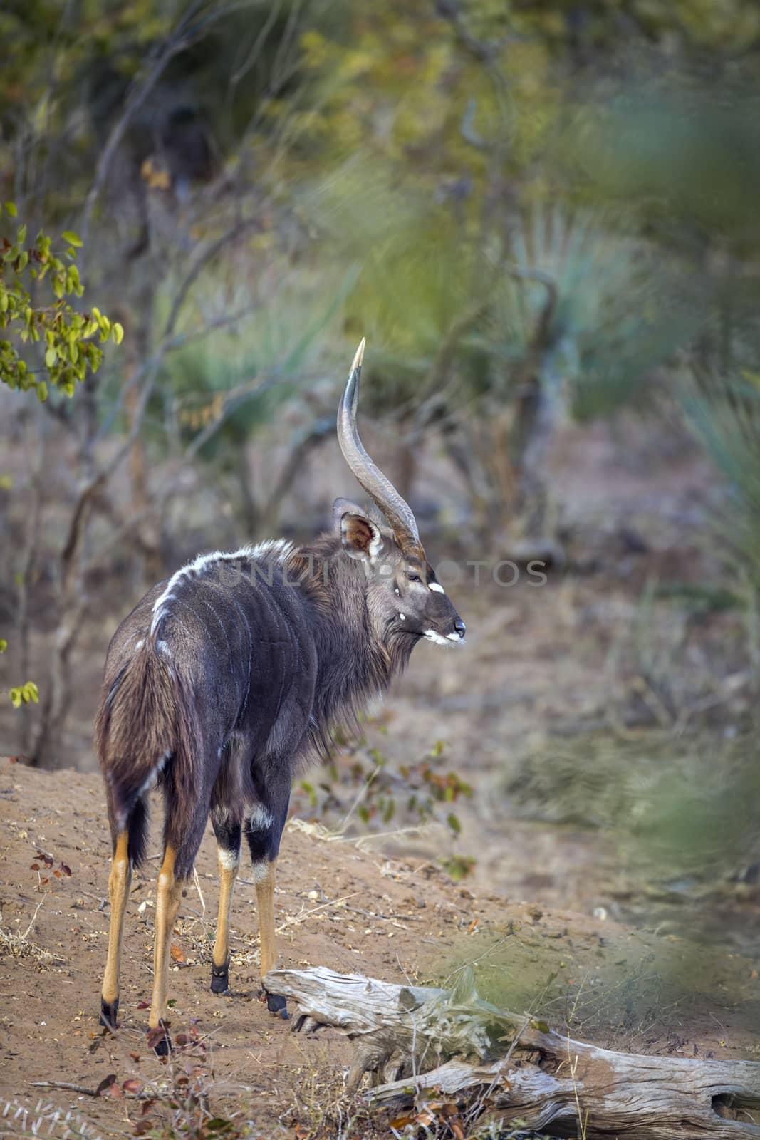 Nyala in Kruger National park, South Africa by PACOCOMO