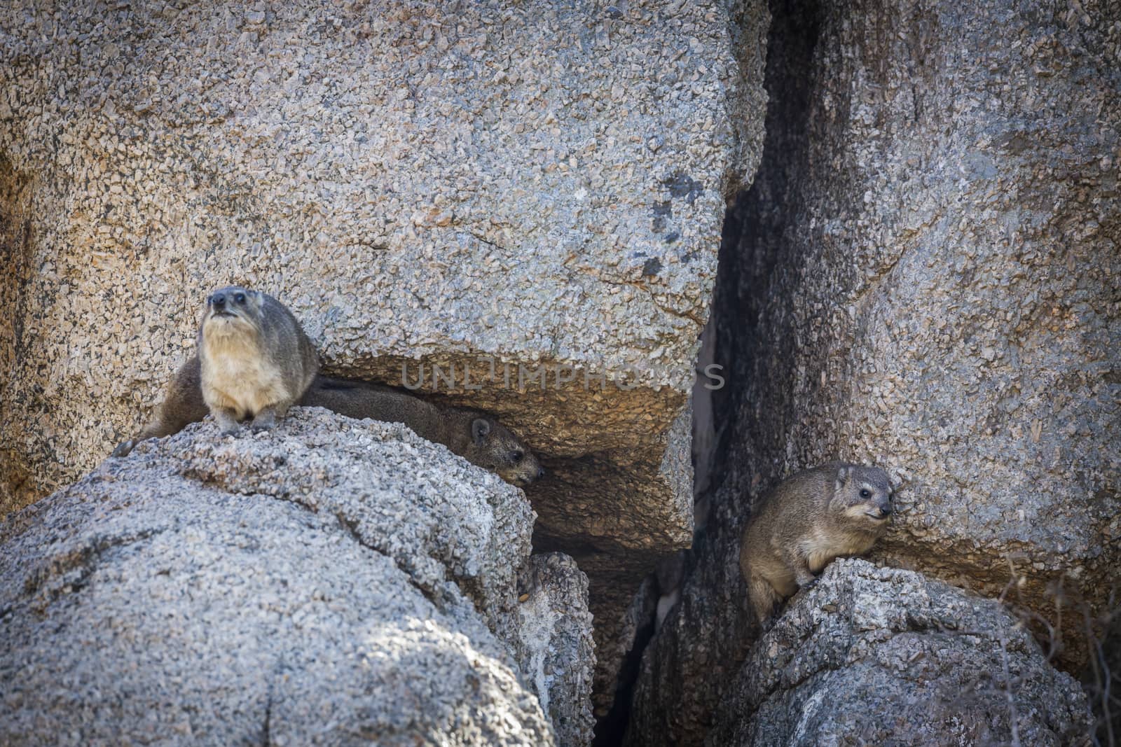 Three Rock hyrax standing in a rock  in Kruger National park, South Africa ; Specie Procavia capensis family of Procaviidae