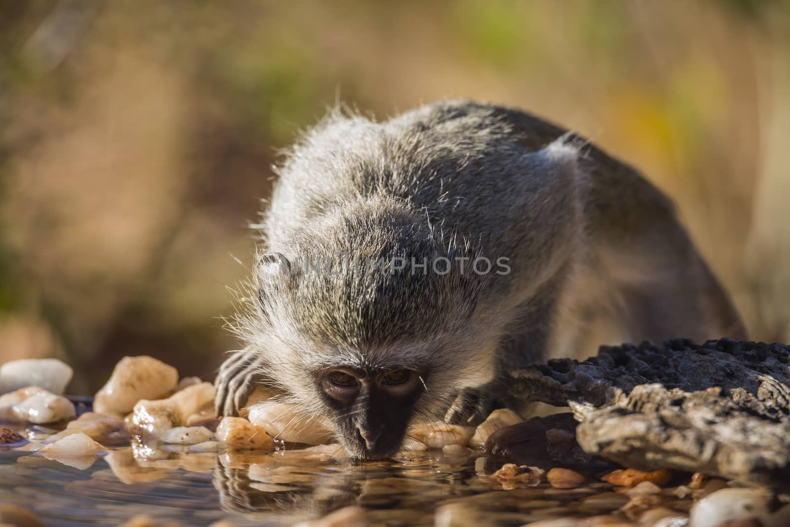 Vervet monkey portrait drinking in waterhole in Kruger National park, South Africa ; Specie Chlorocebus pygerythrus family of Cercopithecidae
