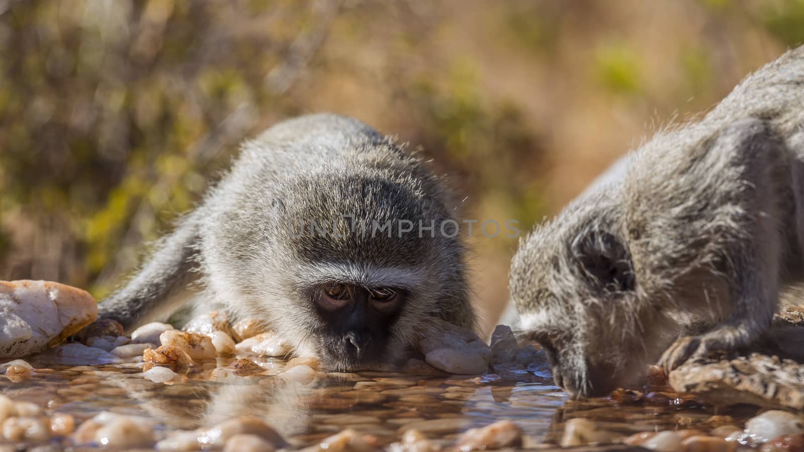 Two Vervet monkeys portrait drinking in waterhole in Kruger National park, South Africa ; Specie Chlorocebus pygerythrus family of Cercopithecidae