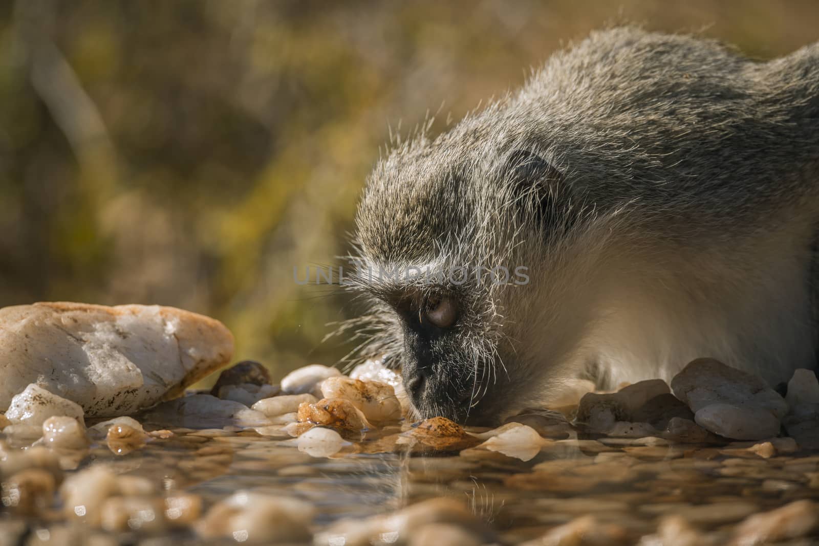 Vervet monkey portrait drinking in waterhole in Kruger National park, South Africa ; Specie Chlorocebus pygerythrus family of Cercopithecidae