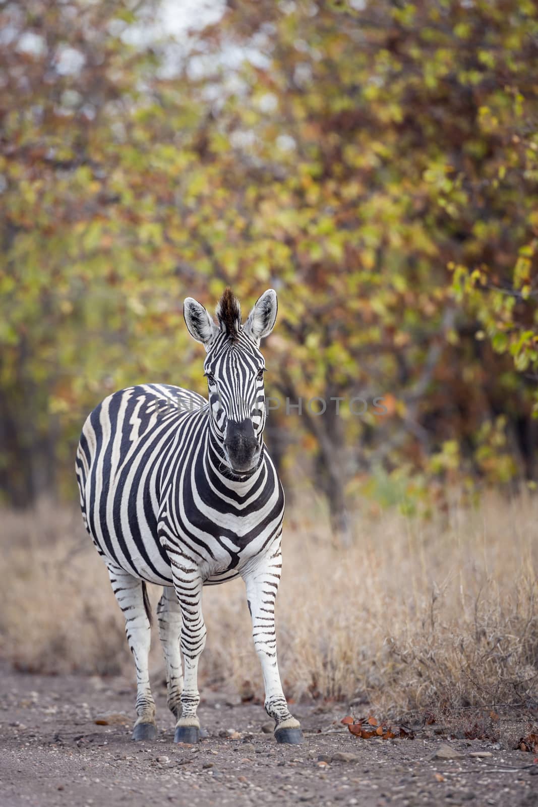 Plains zebra in Kruger National park, South Africa by PACOCOMO